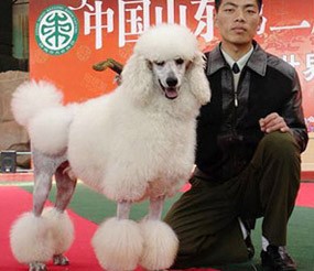 美寵展示